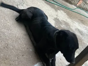 Cachorro raça SRD-ViraLata idade 4 anos nome Luna