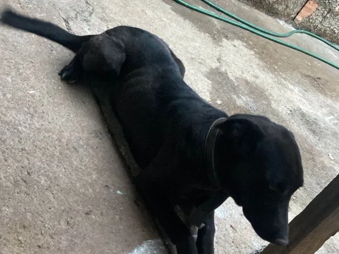 Cachorro ra a SRD-ViraLata idade 4 anos nome Luna