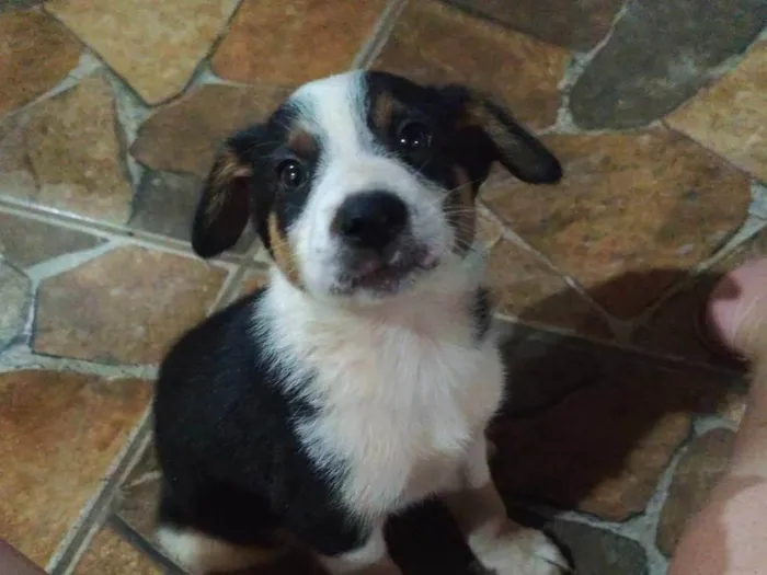 Cachorro ra a Pastor Alemão idade 2 a 6 meses nome Spike