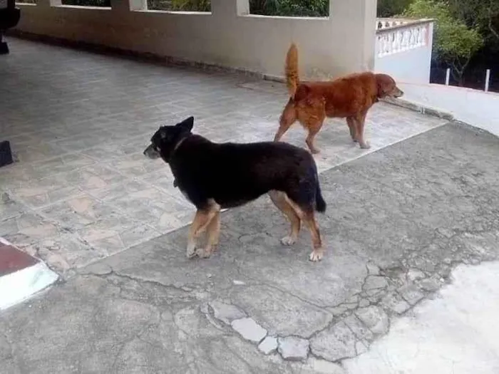 Cachorro ra a Pastor Alemão idade 6 ou mais anos nome Neguinha 