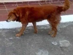 Cachorro raça SRD-ViraLata idade 6 ou mais anos nome Bolinha 