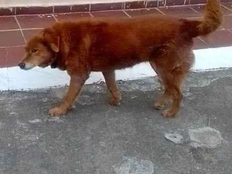 Cachorro ra a SRD-ViraLata idade 6 ou mais anos nome Bolinha 