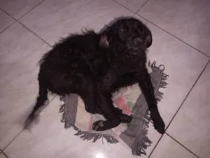 Cachorro raça SRD-ViraLata idade 3 anos nome Neguinha 