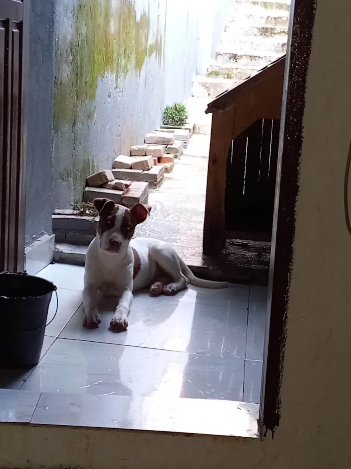 Cachorro ra a Pit-Bull idade 7 a 11 meses nome Zara 