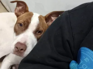 Cachorro raça Pit-Bull idade 7 a 11 meses nome Zara 