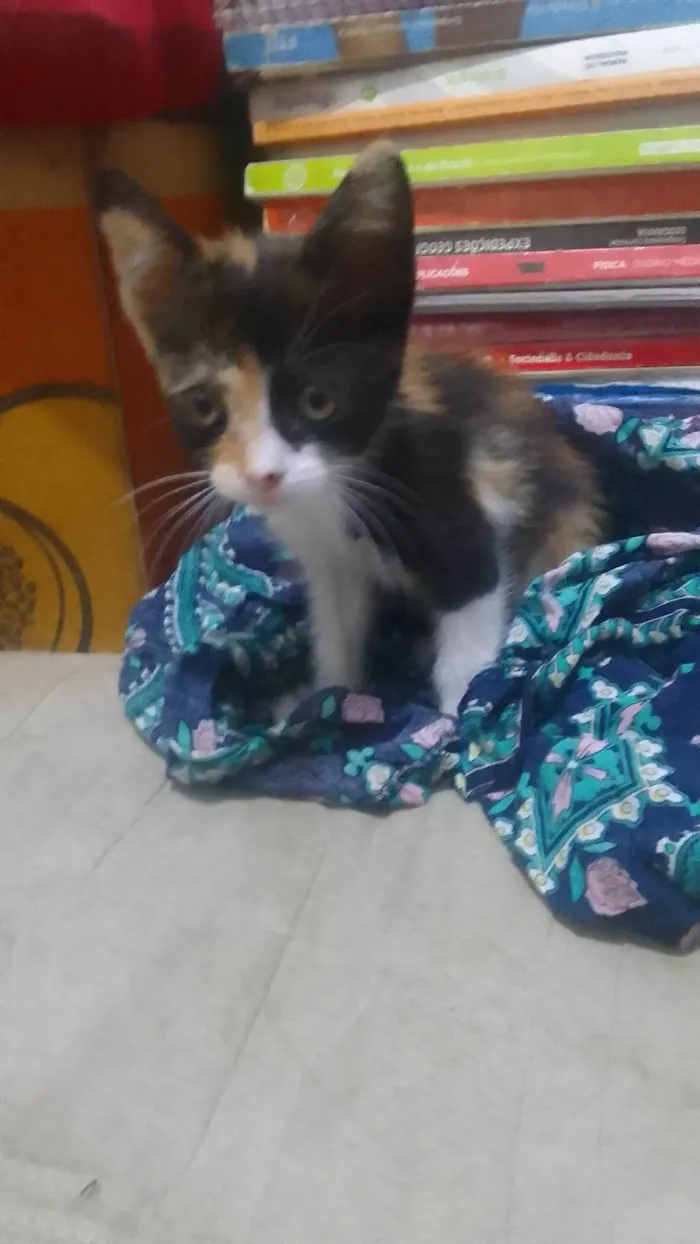 Gato ra a SRD-ViraLata idade 2 a 6 meses nome SAFIRA