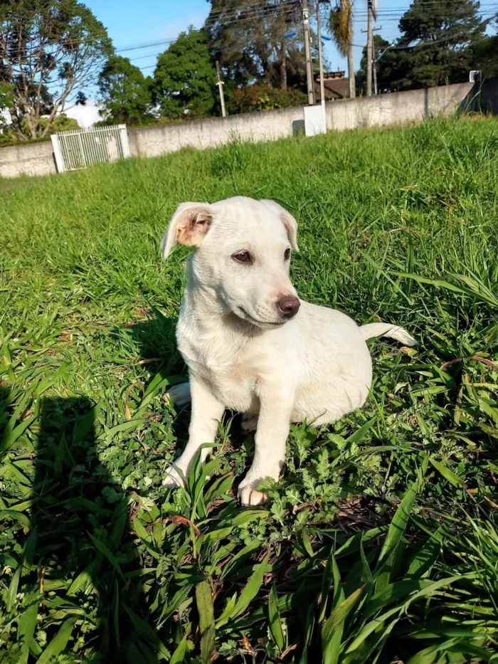 Cachorro ra a SRD-ViraLata idade 2 a 6 meses nome Menina branquinha 