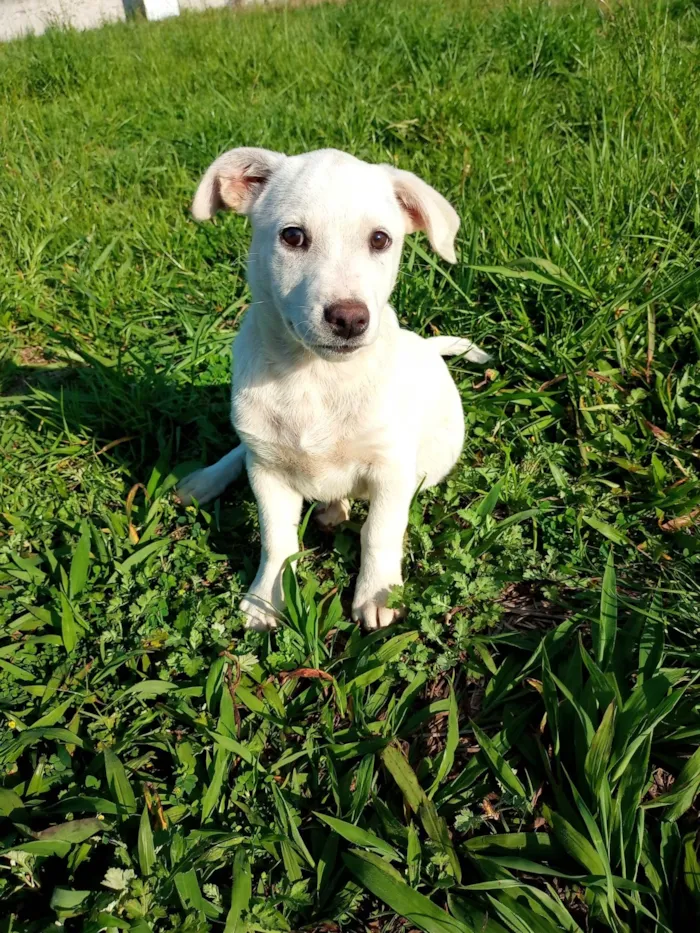 Cachorro ra a SRD-ViraLata idade 2 a 6 meses nome Menina branquinha 