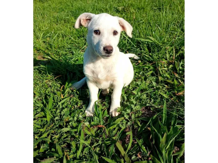 Cachorro ra a SRD-ViraLata idade 2 a 6 meses nome Menina branquinha 