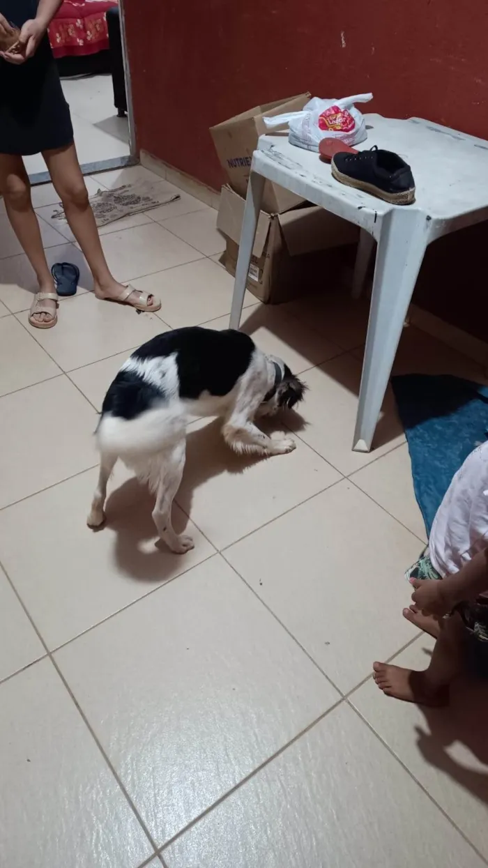 Cachorro ra a SRD-ViraLata idade 1 ano nome Luke 