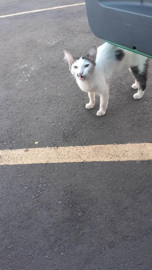 Gato ra a SRD-ViraLata idade 1 ano nome Berenice 