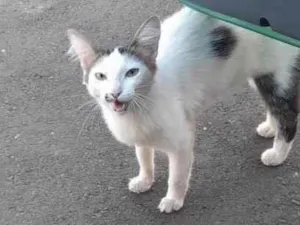 Gato raça SRD-ViraLata idade 1 ano nome Berenice 