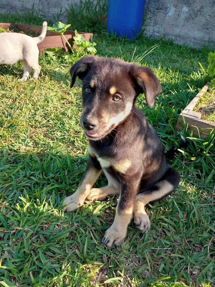 Cachorro ra a SRD-ViraLata idade 2 a 6 meses nome Menina preta com marrom 