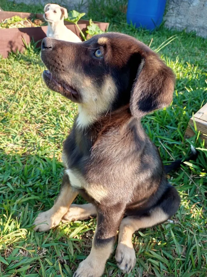 Cachorro ra a SRD-ViraLata idade 2 a 6 meses nome Menina preta com marrom 