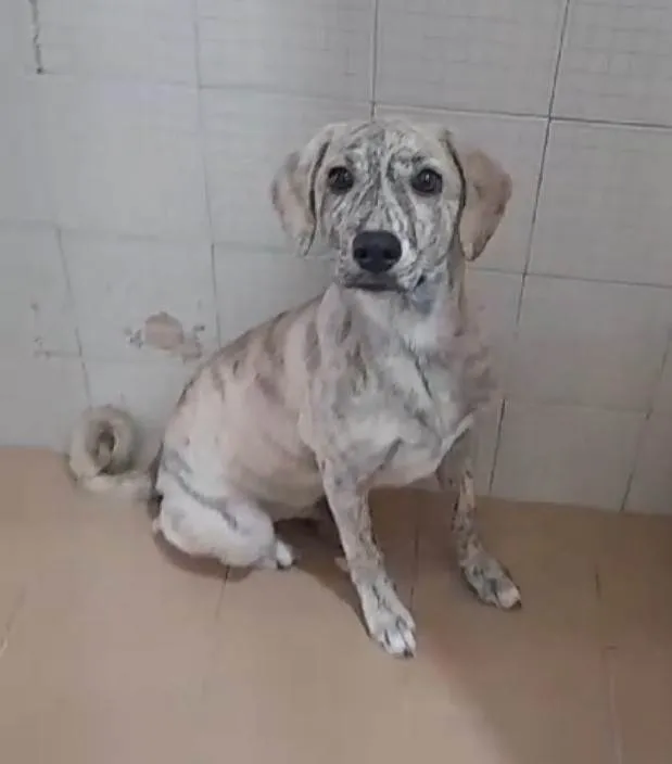 Cachorro ra a SRD-ViraLata idade 2 a 6 meses nome Apolo