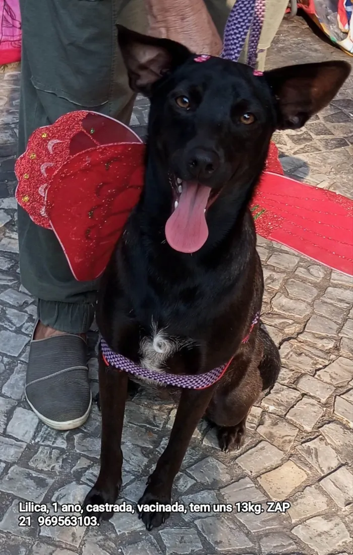 Cachorro ra a SRD-ViraLata idade 1 ano nome Lilica