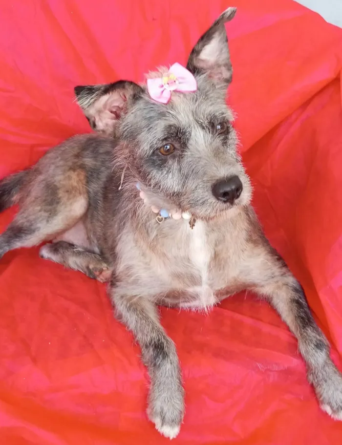 Cachorro ra a SRD-ViraLata idade 2 anos nome Flora