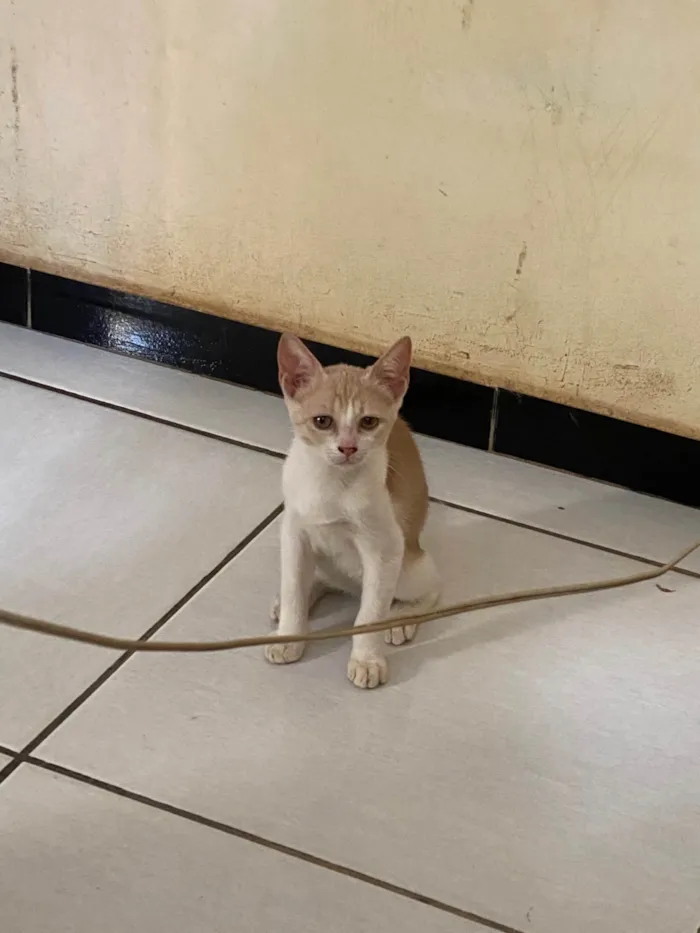 Gato ra a SRD-ViraLata idade 2 a 6 meses nome Bela