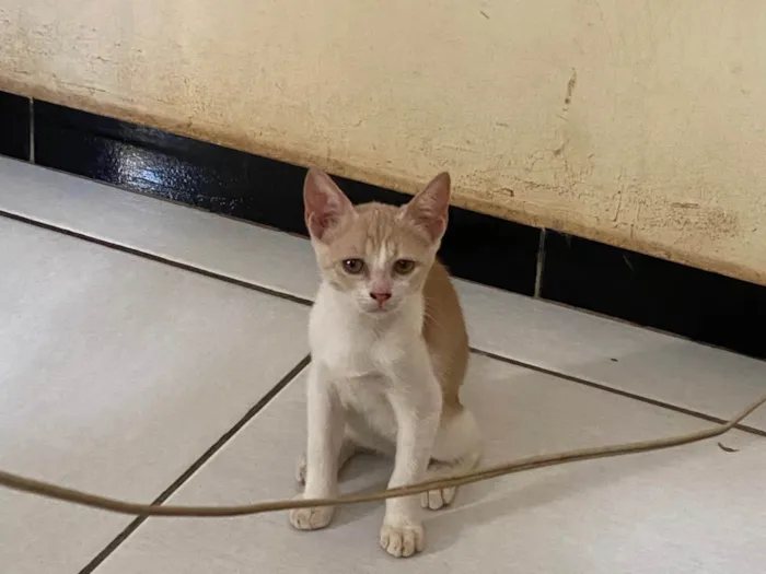 Gato ra a SRD-ViraLata idade 2 a 6 meses nome Bela