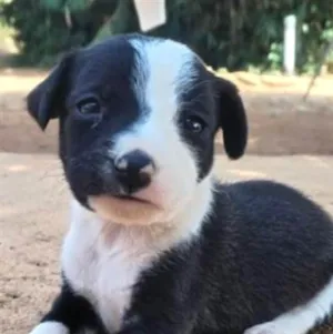 Cachorro raça SRD-ViraLata idade 2 a 6 meses nome Dudu 