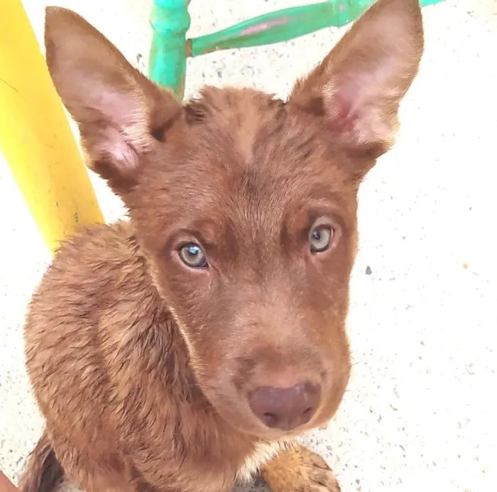 Cachorro ra a SRD-ViraLata idade 2 a 6 meses nome Doação 