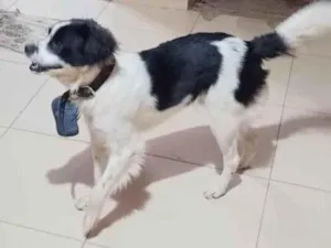 Cachorro raça SRD-ViraLata idade 1 ano nome Luke 