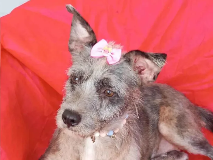 Cachorro ra a SRD-ViraLata idade 2 anos nome Flora