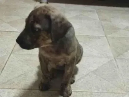 Cachorro raça SRD-ViraLata idade 2 a 6 meses nome Hermione