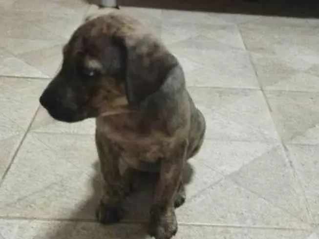 Cachorro ra a SRD-ViraLata idade 2 a 6 meses nome Hermione