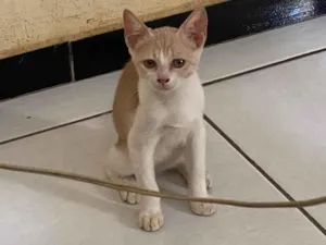 Gato raça SRD-ViraLata idade 2 a 6 meses nome Bela