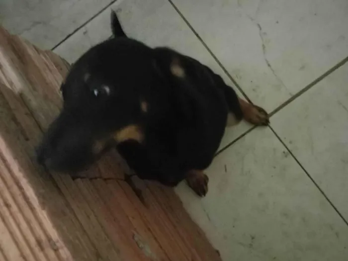 Cachorro ra a SRD-ViraLata idade 2 a 6 meses nome Tom