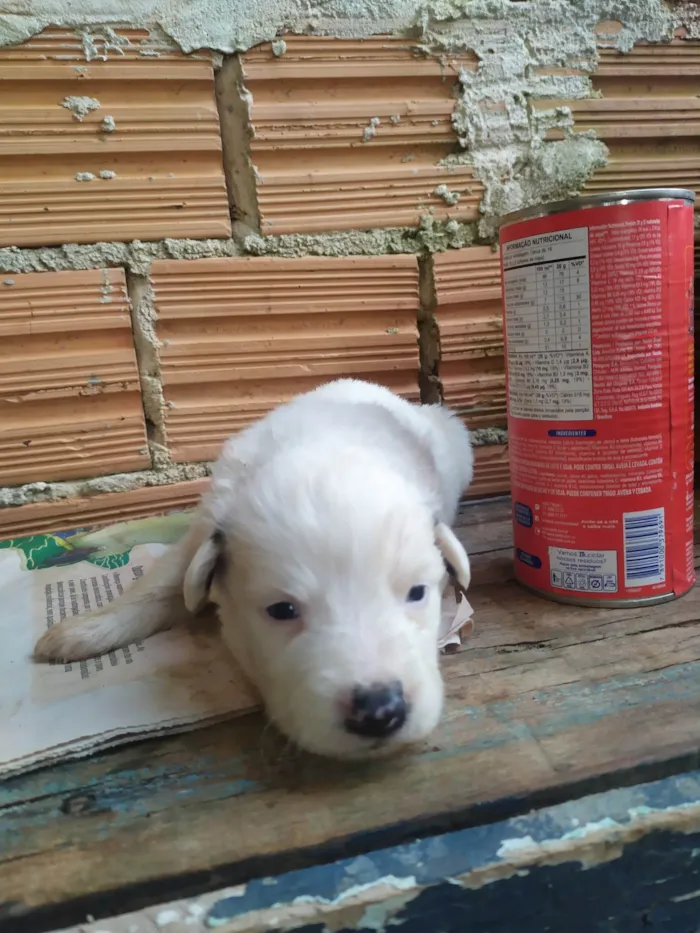 Cachorro ra a SRD-ViraLata idade Abaixo de 2 meses nome Lilica 