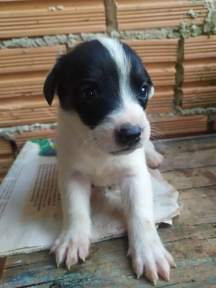 Cachorro ra a SRD-ViraLata idade Abaixo de 2 meses nome Lilica 