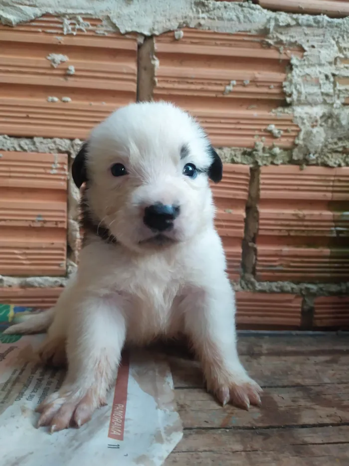 Cachorro ra a SRD-ViraLata idade Abaixo de 2 meses nome Lilica 