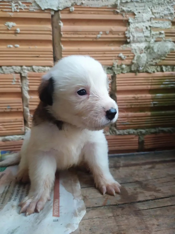 Cachorro ra a SRD-ViraLata idade Abaixo de 2 meses nome Lilica 