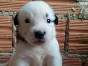 Cachorro raça SRD-ViraLata idade Abaixo de 2 meses nome Lilica 