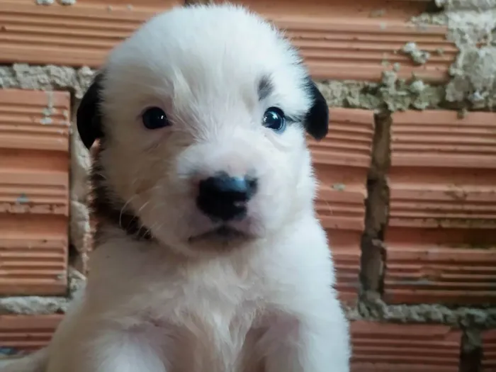 Cachorro ra a SRD-ViraLata idade Abaixo de 2 meses nome Lilica 