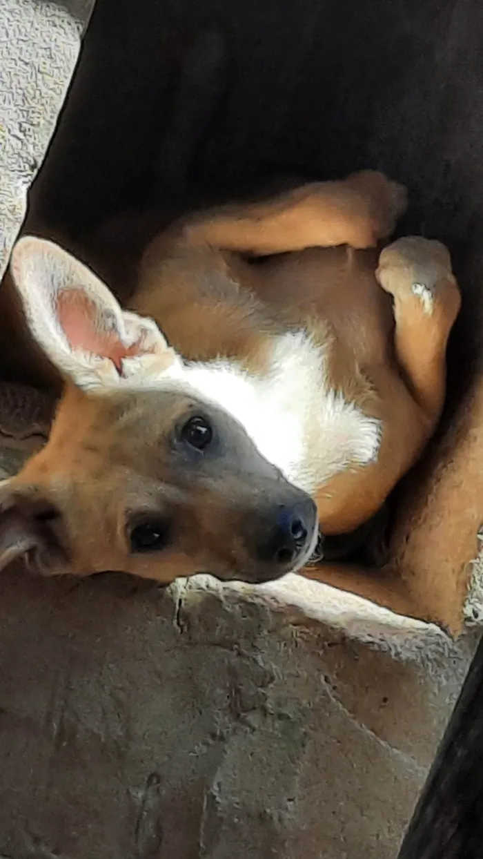 Cachorro ra a SRD-ViraLata idade 1 ano nome Melissa