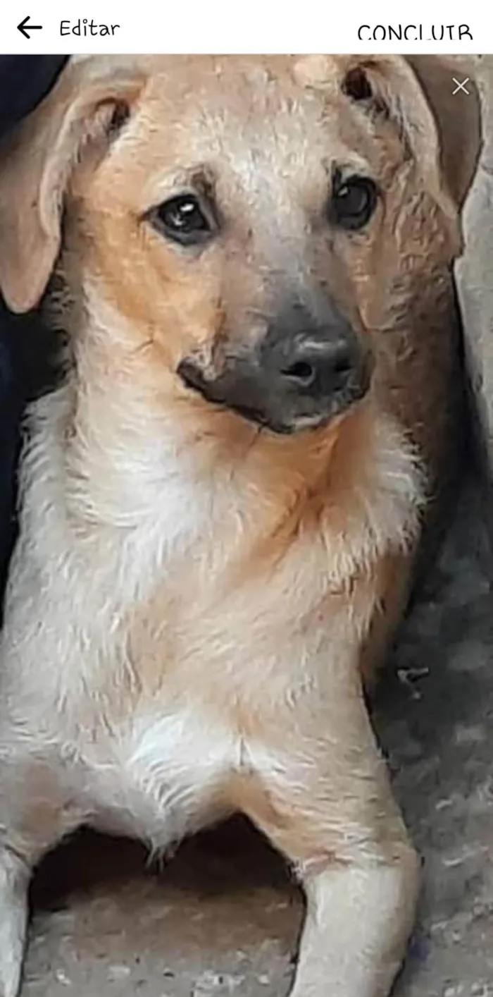 Cachorro ra a SRD-ViraLata idade 1 ano nome Melissa