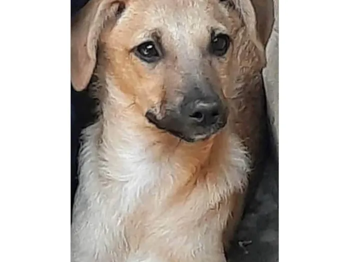 Cachorro ra a SRD-ViraLata idade 1 ano nome Melissa