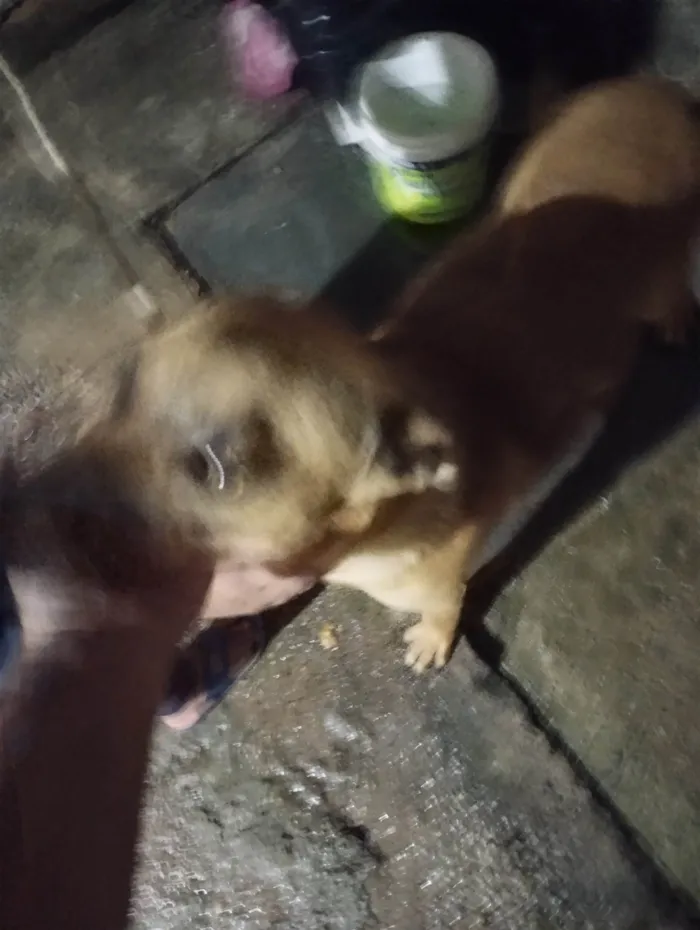 Cachorro ra a SRD-ViraLata idade 7 a 11 meses nome Mailon