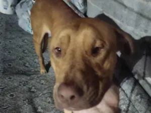 Cachorro raça Pit-Bull idade 1 ano nome Bruce