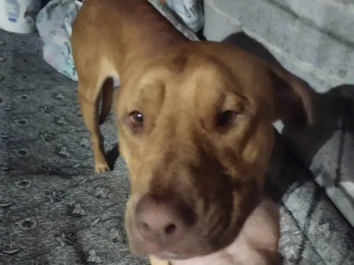 Cachorro ra a Pit-Bull idade 1 ano nome Bruce