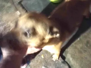 Cachorro raça SRD-ViraLata idade 7 a 11 meses nome Mailon