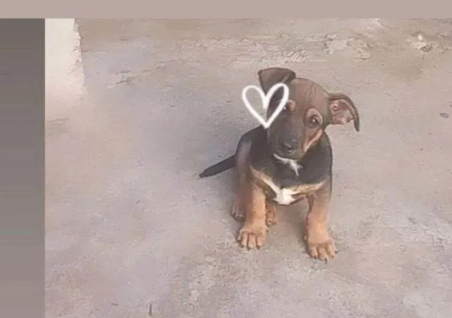 Cachorro ra a SRD-ViraLata idade Abaixo de 2 meses nome LAYON