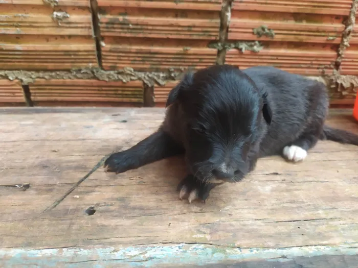 Cachorro ra a SRD-ViraLata idade Abaixo de 2 meses nome Lilica 