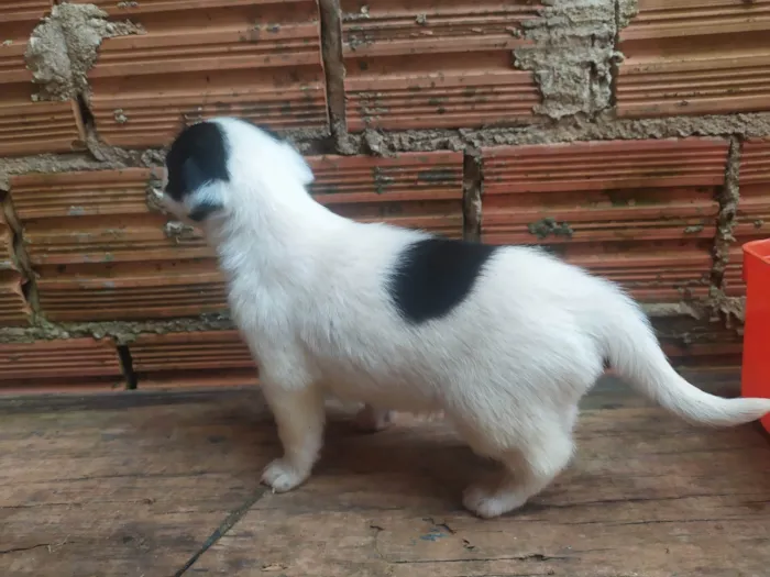 Cachorro ra a SRD-ViraLata idade Abaixo de 2 meses nome Lilica 