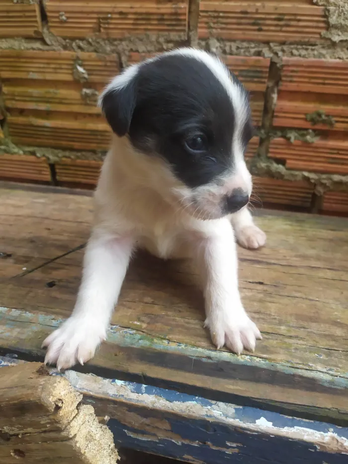 Cachorro ra a SRD-ViraLata idade Abaixo de 2 meses nome Lilica 