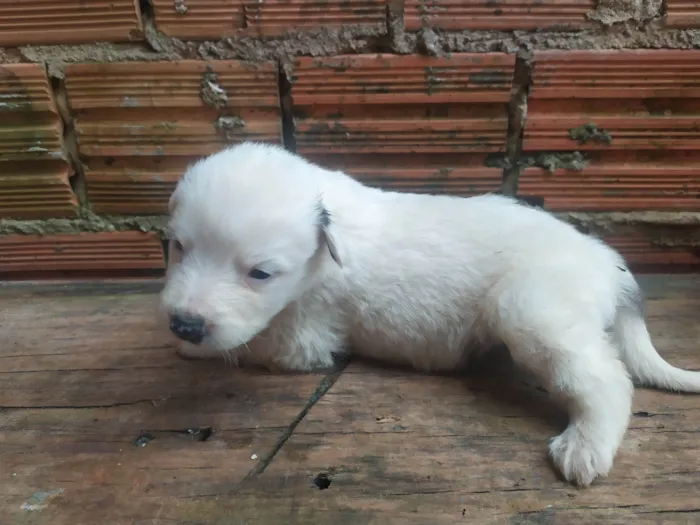 Cachorro ra a SRD-ViraLata idade Abaixo de 2 meses nome Lilica 