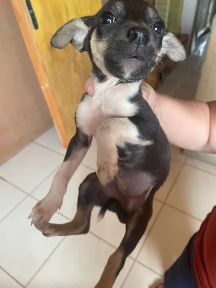 Cachorro ra a SRD-ViraLata idade 2 a 6 meses nome  Não sei